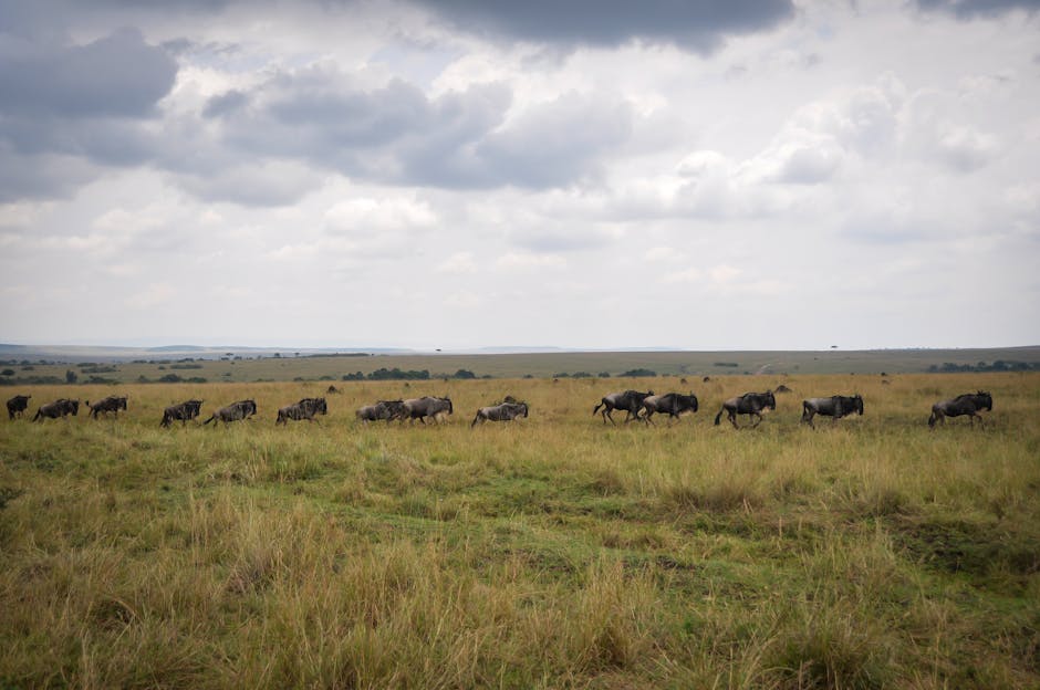 Gran migración Masai Mara Kenia — la mejor eSIM para el circuito